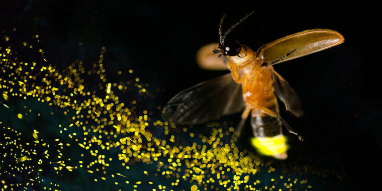 photo of How did evolution produce a firefly? image