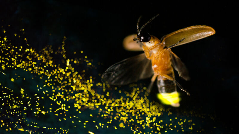Image of an individual firefly with a backdrop of a large group of them lit up.