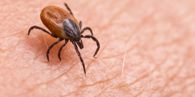 Tick-killing pill shows promising results in human trial