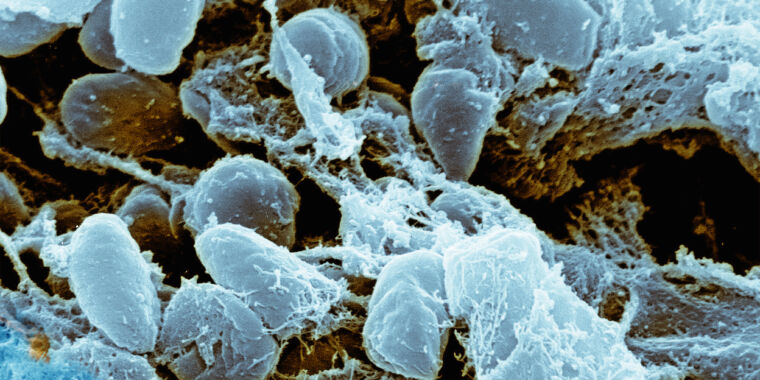 Les bactéries kamikazes explosent en explosions de toxines mortelles