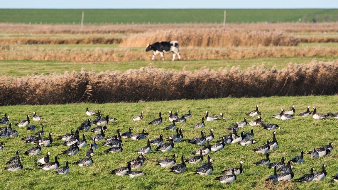 Concern grows as bird flu spreads further in US cows: 32 herds in 8 states