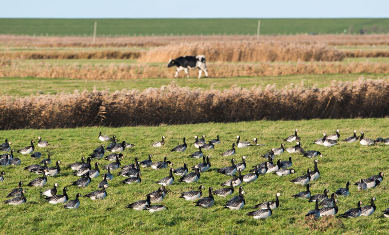 Greylag geese sit on a field and rest while a cow passes by in the background. 