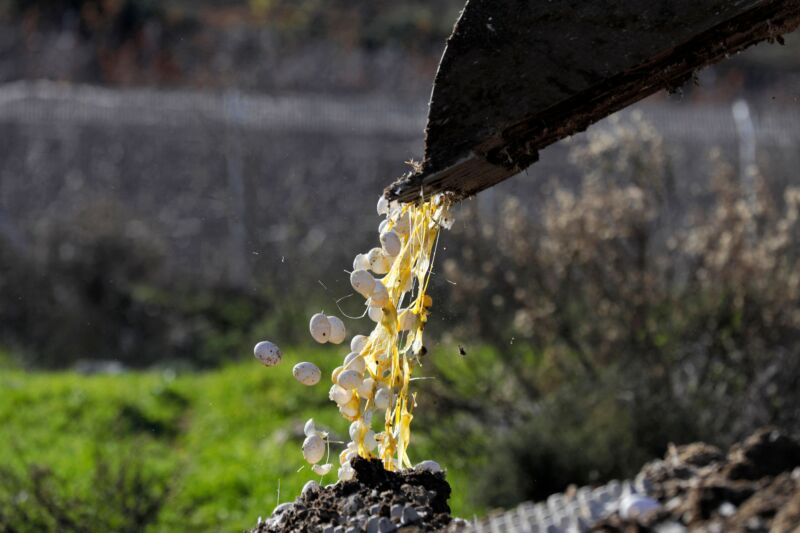 Chicken eggs are disposed of at a quarantined farm with bird flu in Israel's northern village of Margaliot on January 3, 2022. 