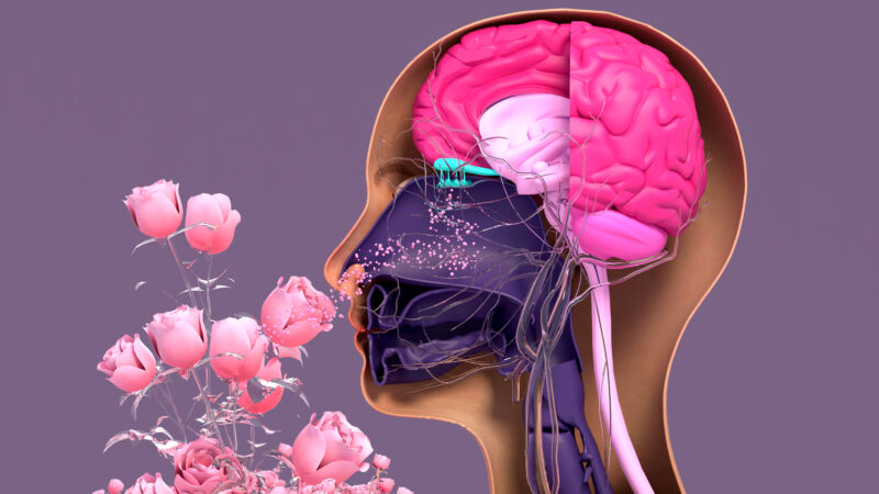 caricatura de rosas oliéndose, con los conductos nasales, las neuronas y el cerebro visibles a través de cortes.