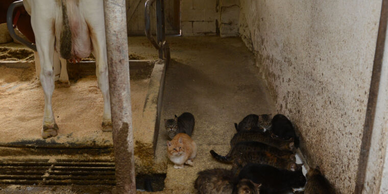 Cats suffer H5N1 brain infections, blindness, death after drinking raw milk