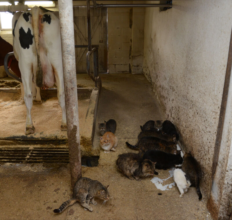 Gatos de granja bebiendo de un abrevadero con leche de vacas recién ordeñadas.