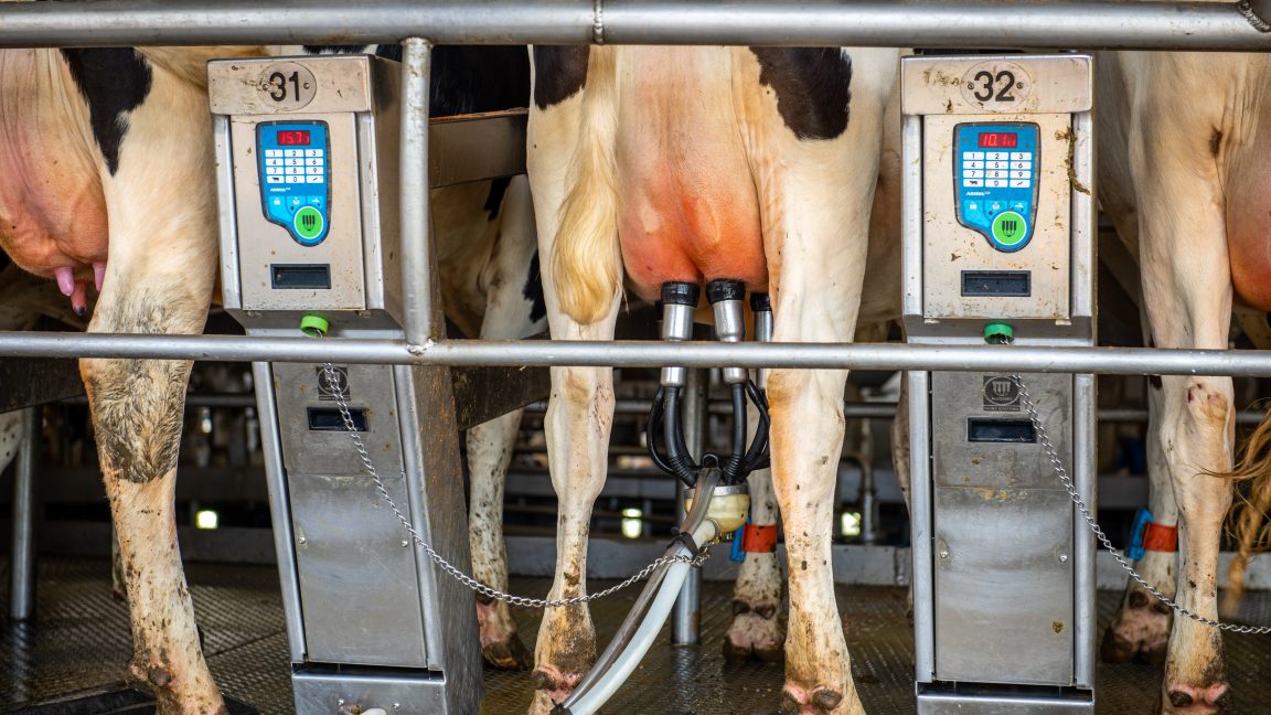 Fragments of bird flu virus genome found in pasteurized milk, FDA says ...
