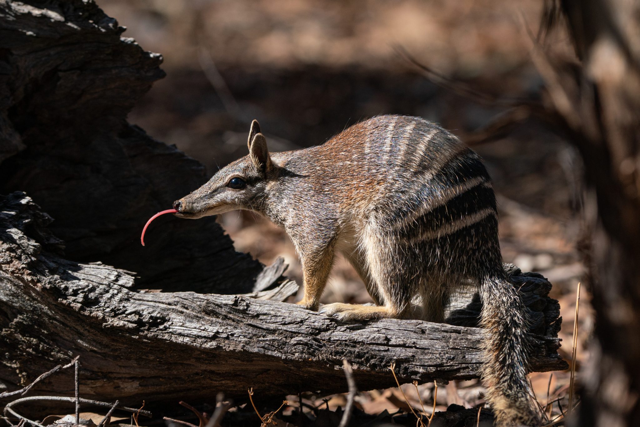 Ubuntu 24.04 LTS, Noble Numbat, overhauls its installation and app ...