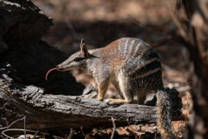 The numbat is an <a href="https://en.wikipedia.org/wiki/Numbat">endangered species</a>, and I think we should save it.