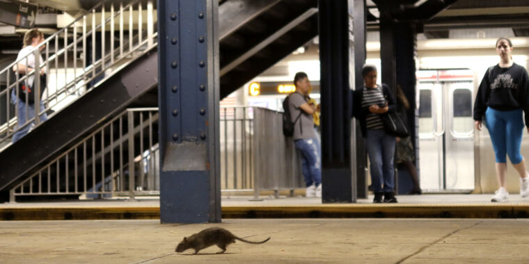 A life-threatening bacterial infection typically spread through rat urine sickened a record number of people in New York City last year—and this yea