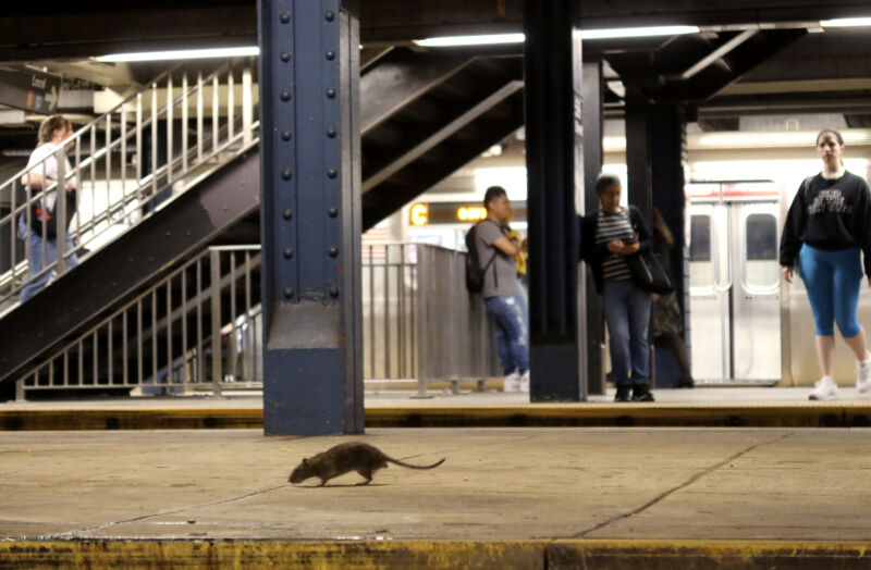 A rat looks for food while on a subway platform at the Columbus Circle - 59th Street station on May 8, 2023, in New York City. 