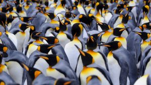 Penguin poop may help preserve Antarctic climate
