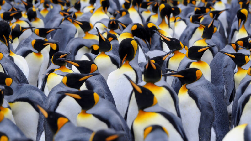 muchos pingüinos