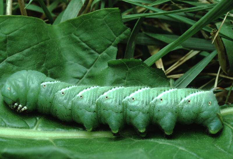 Image of a large green caterpillar against a backdrop of foliage.