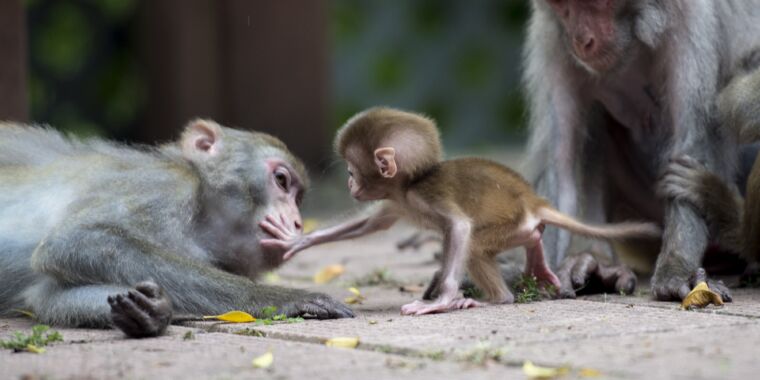Honkongo beždžionė ICU sutinka vyrą, užkrėstą retu ir mirtinu virusu