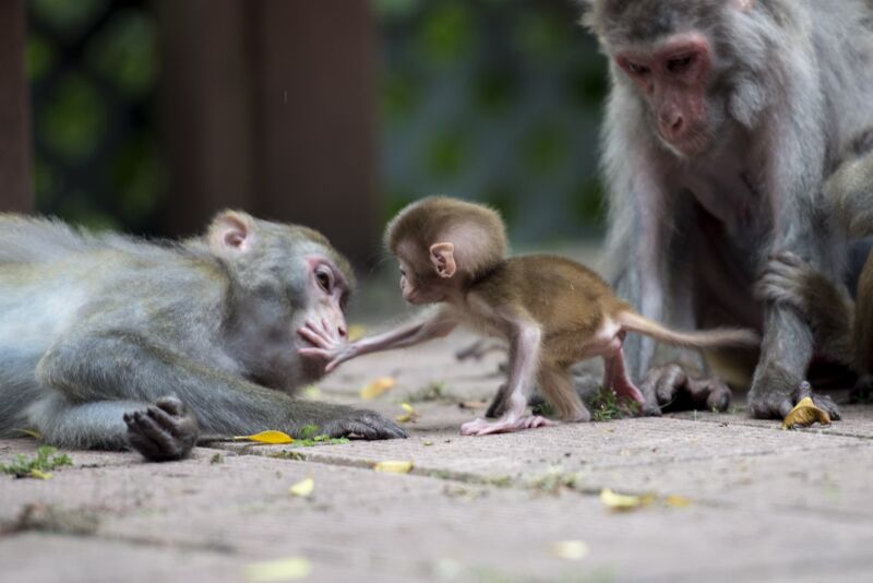 Esta foto tomada en agosto de 2014 muestra monos macacos en un parque rural de Hong Kong. 