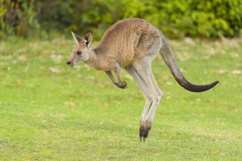 Once they go airborne, collision avoidance software can't make sense of kangaroos.