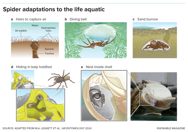 Spiders already possess some adaptations that help in the water, such as hairs that repel water and trap air around them (a). The diving bell spider Argyroneta aquatica uses these hairs to transport a large volume of air to its underwater canopy (b). Other spiders burrow under the sand and surround their nests with waterproof silken barriers to stay safe when the tide is high (c). Desis marina builds its own watertight silk nest in the holdfast where bull kelp attaches to rocks (d). Other spiders, such as Marpissa marina, build their waterproof nests inside old seashells (e).