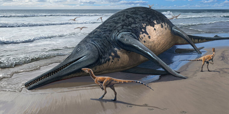 أكبر الزواحف البحرية على الإطلاق يمكن أن يضاهي حجم الحيتان الزرقاء