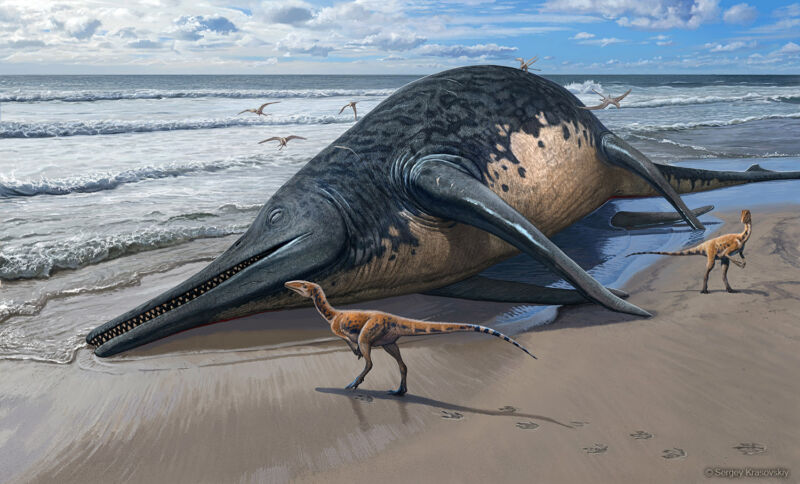 The largest marine reptile ever could match blue whales in size