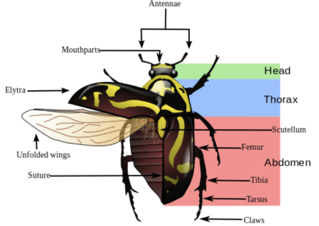 A pesar de su variedad caleidoscópica, la mayoría de los escarabajos comparten el mismo plan corporal de tres partes.  La capacidad de los insectos para plegar sus alas de vuelo, como si fueran origami, bajo alas protectoras llamadas élitros, permite a los escarabajos meterse en grietas rocosas y excavar dentro de los árboles.  Según los científicos, la habilidad de los escarabajos para prosperar en una amplia gama de microhábitats también podría ayudar a explicar su abundancia de especies.