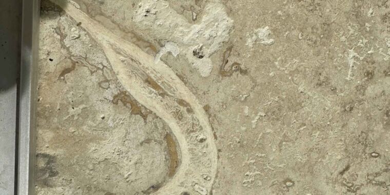 photo of Renovation relic: Man finds hominin jawbone in parents’ travertine kitchen tile image