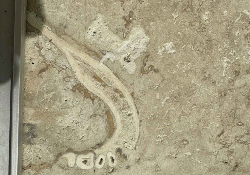 Primer plano de una mandíbula fosilizada en un trozo de baldosa de travertino.