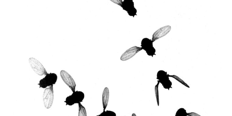Высокоскоростная визуализация и искусственный интеллект помогают нам понять, как работают крылья насекомых.