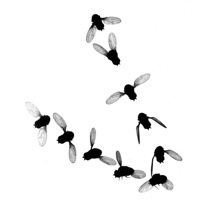 Black and white images of a fly with its wings in a variety of positions, showing the details of a wing beat.