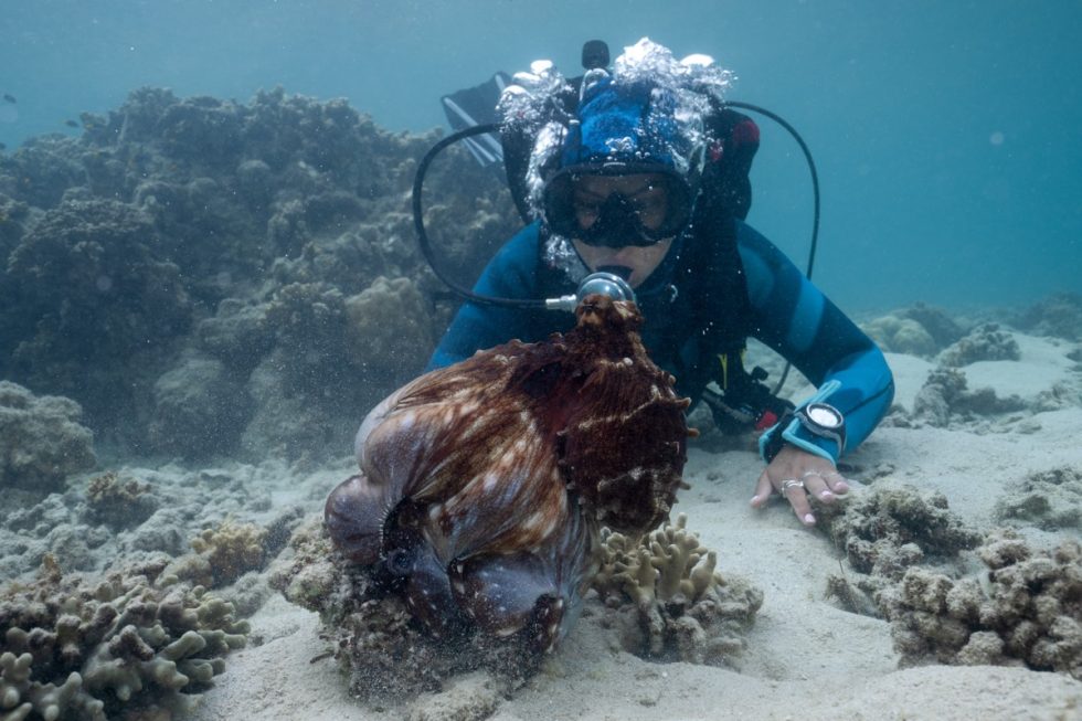 World Control Octopus Secrets of the Octopus takes us inside the world of these “aliens on ...
