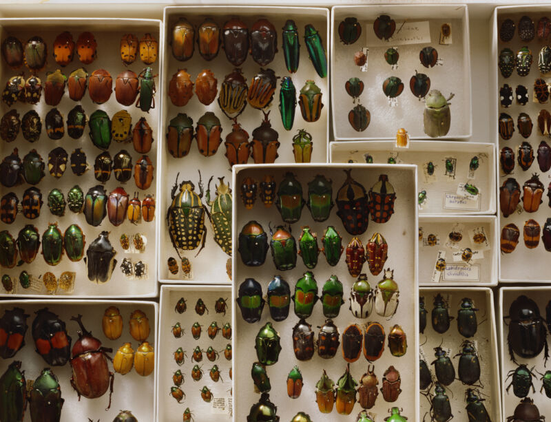 A box of beetles