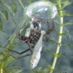 Diving bell spider