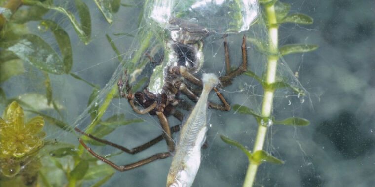 photo of Swimming and spinning aquatic spiders use slick survival strategies image