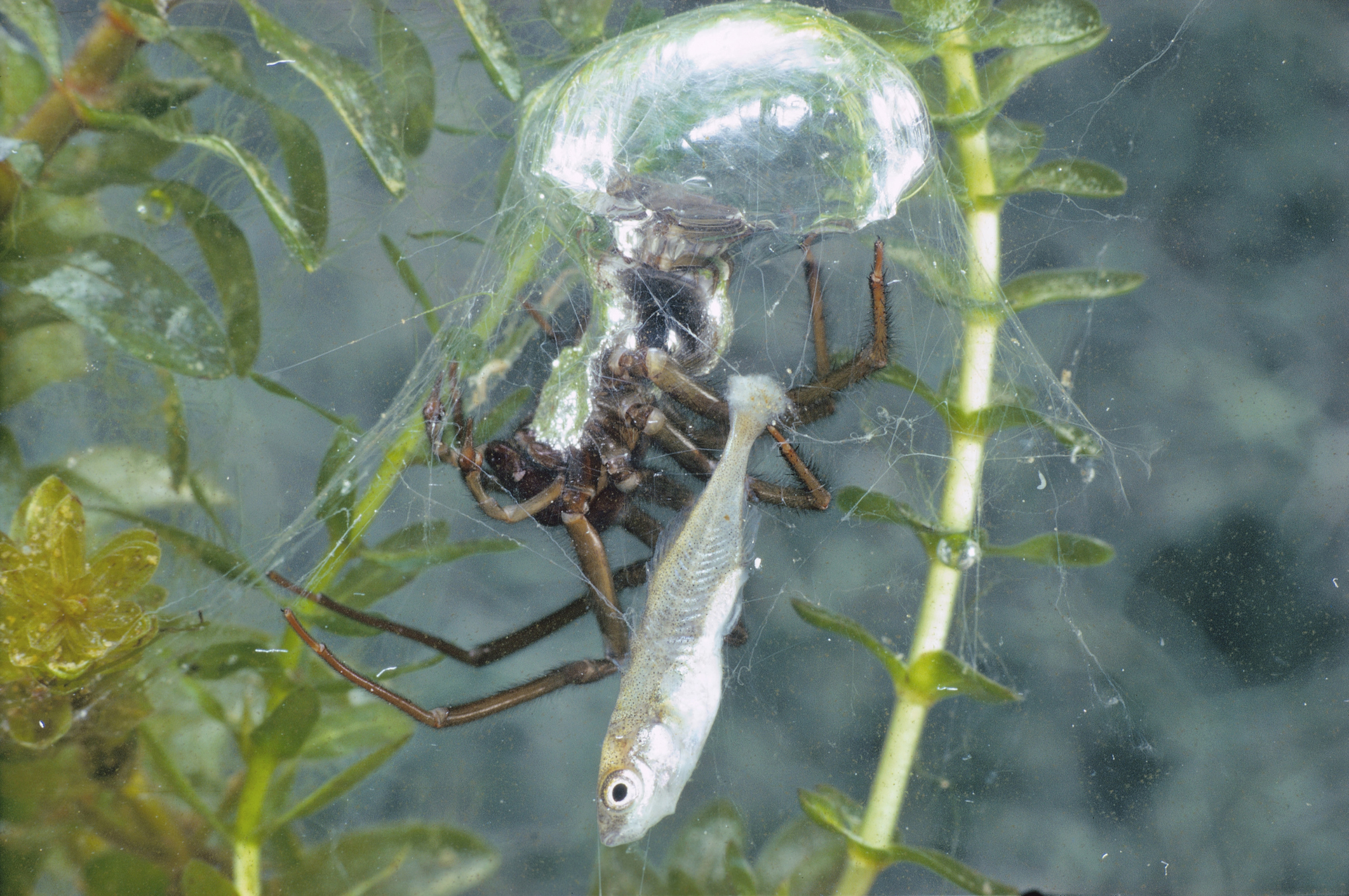 water-spider.jpg