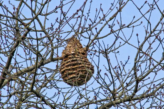 The yellow-legged hornet’s nests can be quite large and house as many as 6,000 workers.