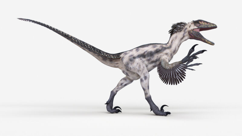 Plunksnuoto dinozauro vaizdas baltame fone.