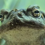 Image of the face of a large toad.