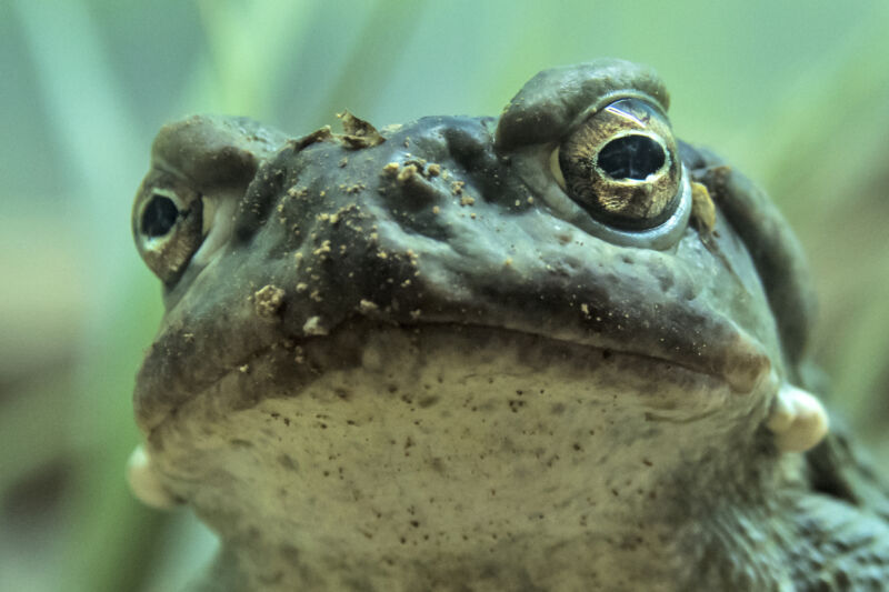 Image of the face of a large toad.
