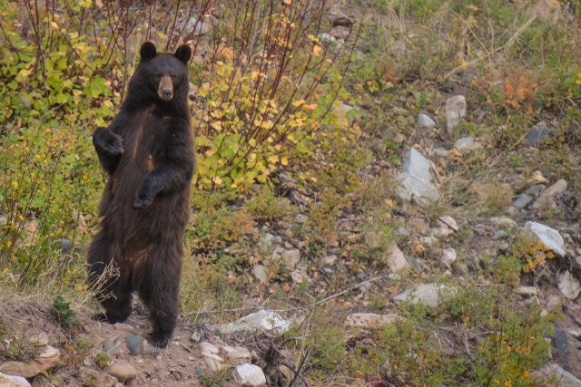 Family Stricken With Rare Brain Worms After Eating Undercooked Bear ...