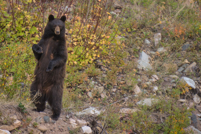 American black bear seen along the Red Rock Parkway inside Waterton Lakes National Park in Alberta, Canada.