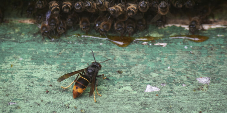 Le frelon a atterri : des scientifiques luttent contre un nouveau tueur d’abeilles aux États-Unis
