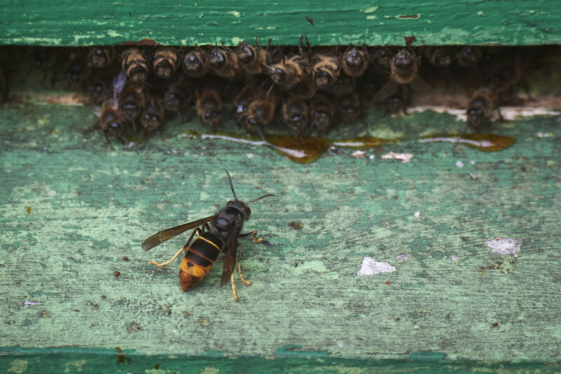 El año 2023 marcó el primer avistamiento de un avispón de patas amarillas en los Estados Unidos, lo que generó temores de que pueda propagarse y devastar a las abejas, como lo ha hecho en algunas partes de Europa.