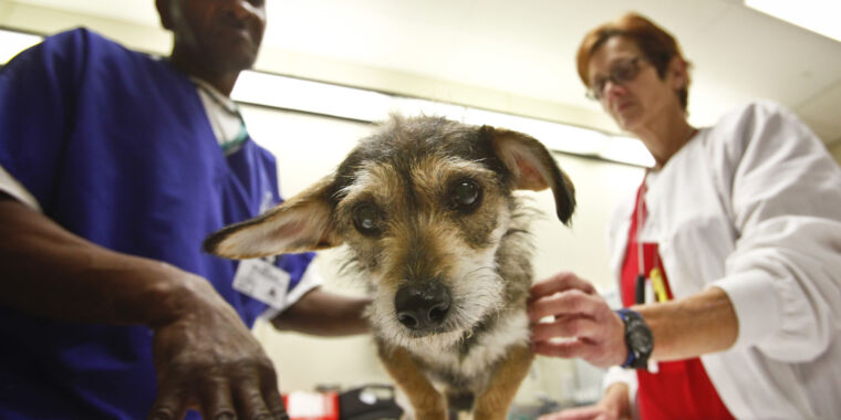 Тревожная супербактерия, вызванная вспышкой смертельных глазных капель, распространилась на собак