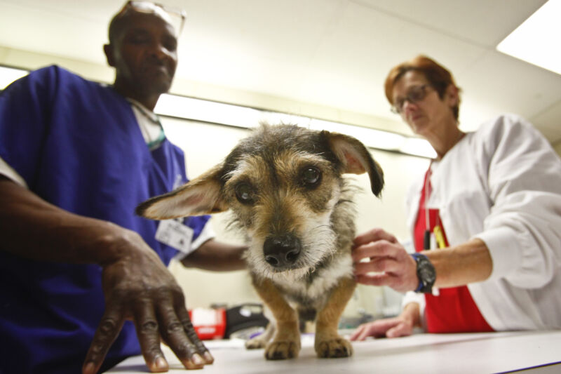 A这只狗正在德克萨斯州接受兽医技术人员的检查。