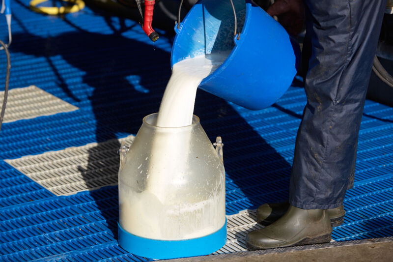 Fresh raw milk being poured into a container on a dairy farm on July 29, 2023, in De Lutte, Netherlands.