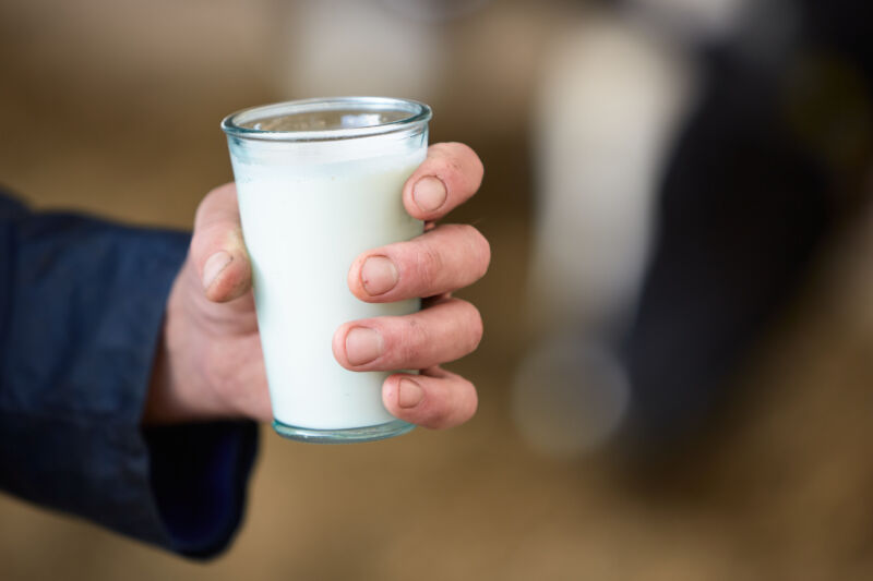 A glass of fresh raw milk is held in the farmer's hand.
