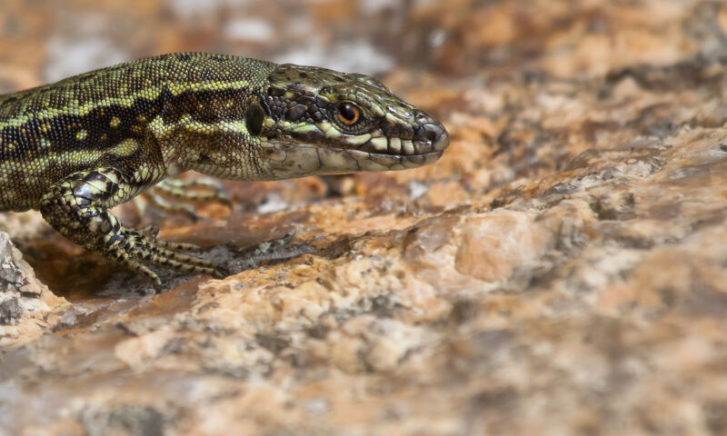 The head and forelimbs of a green, brown, and yellow lizard on a rock.