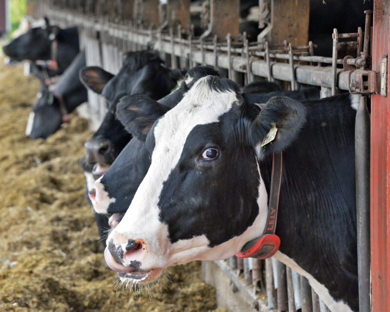 Holstein cows at a dairy farm.