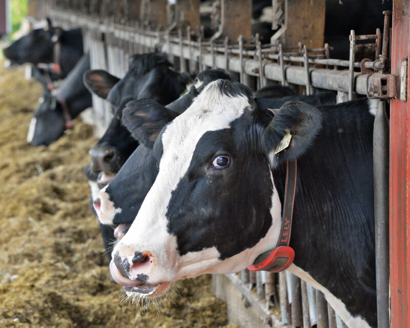 Vaci Holstein la o fermă de lapte.