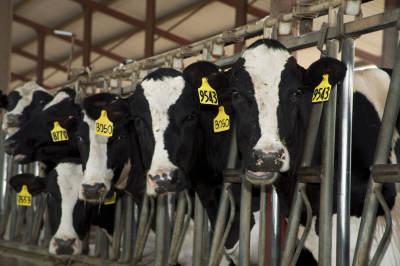 Holstein dairy cows in a freestall barn.